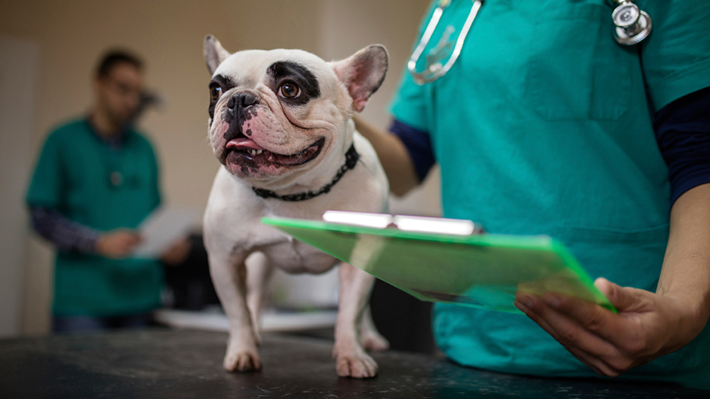 Why Does Pet Healthcare Need More Awareness?